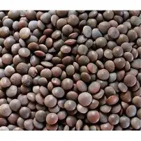sabit masar thick(mota) vip 1 kg